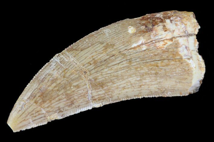 Serrated, Carcharodontosaurus Tooth - Real Dinosaur Tooth #72849